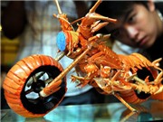 Bóng đá anh, ngoại hạng anh, lịch thi đấu euro 2012, Đầu bếp Đài Loan chế motor từ tôm hùm